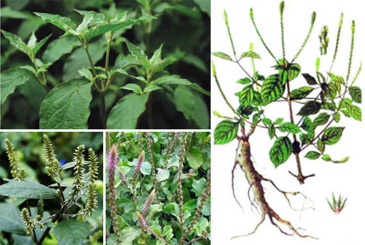 Ngưu tất (Achyranthes bidentata)